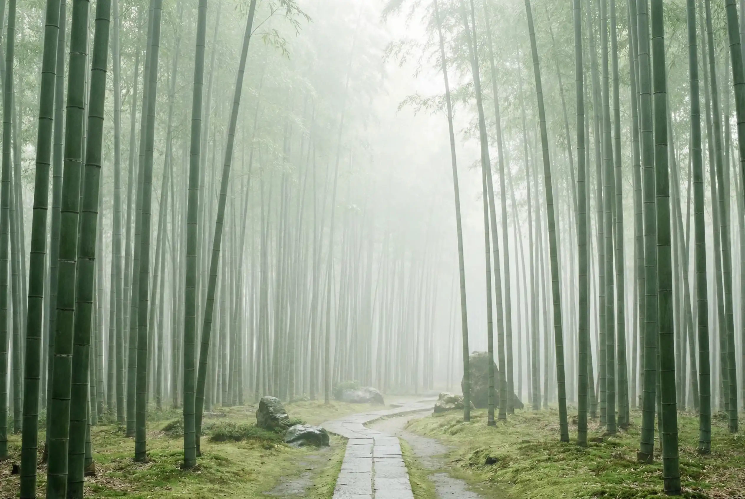 500彩票 自然恩赐计划竹林背景